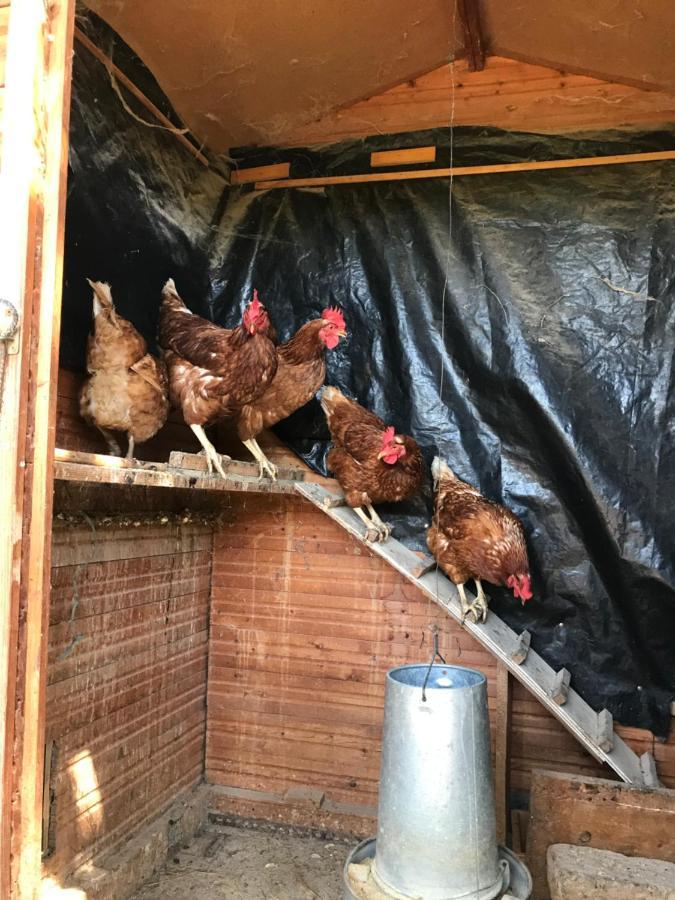 Allotjament Rural סולסונה מראה חיצוני תמונה