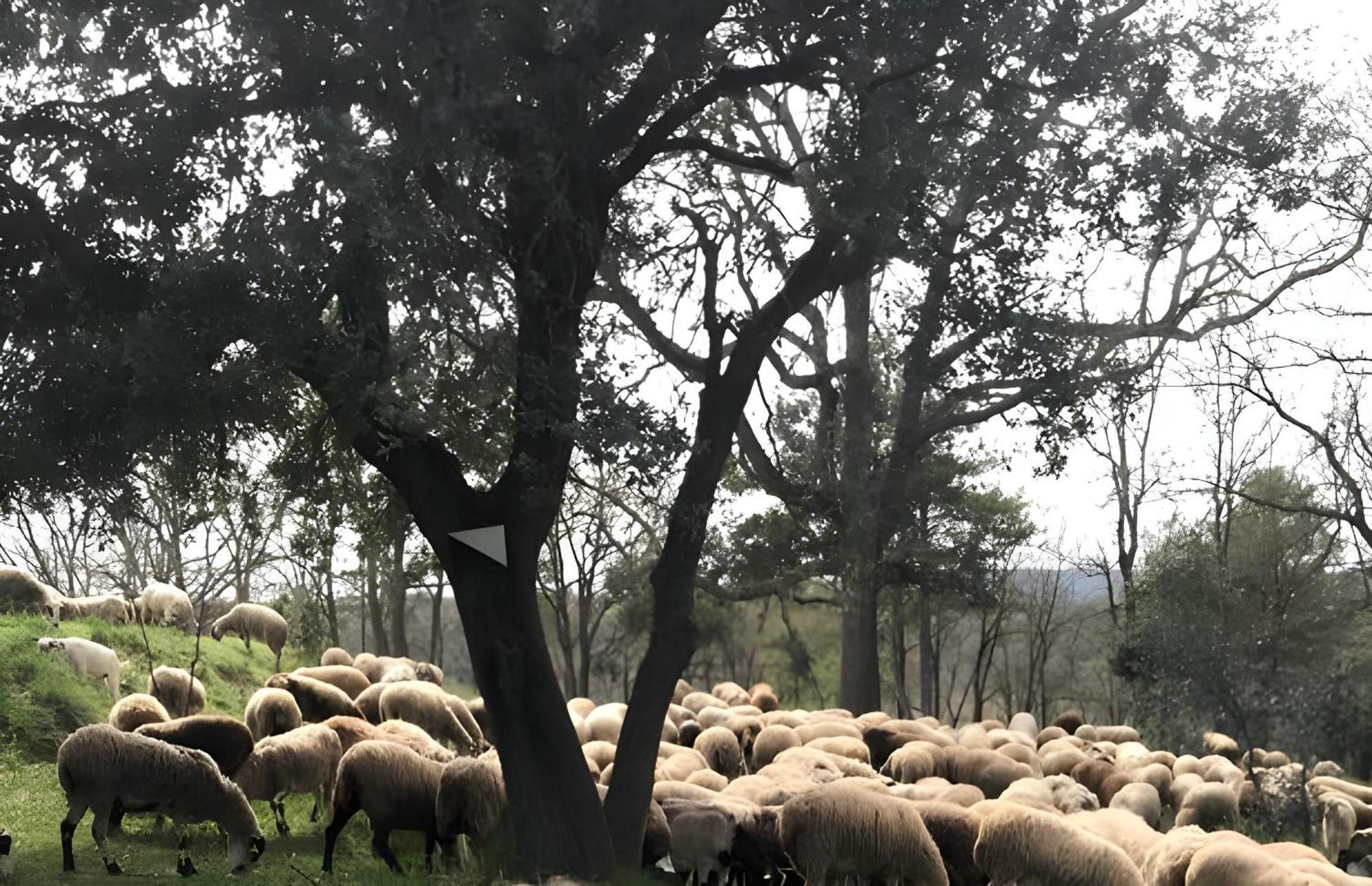 Allotjament Rural סולסונה מראה חיצוני תמונה